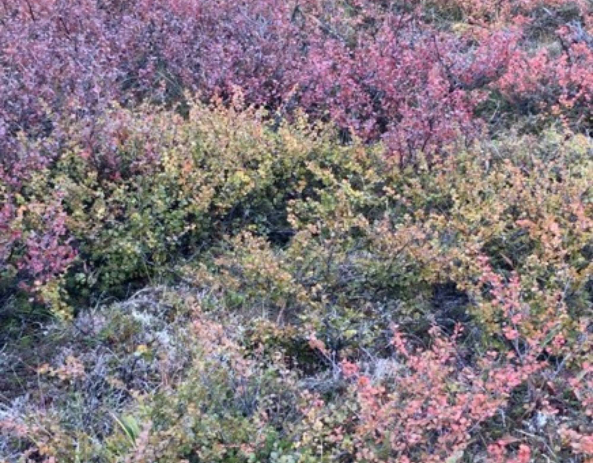 Fall colors at the Toolik MISP transect